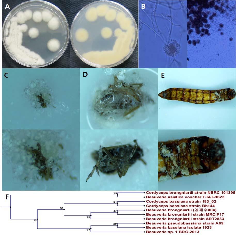 1100고지-01-24의 배양체 사진(A), 균사 및 분생자경 사진 (B), 병원균에 감염된 진딧물 (C), 벼멸구 (D)와 갈색거저리 (E) 및 계통도 (F).