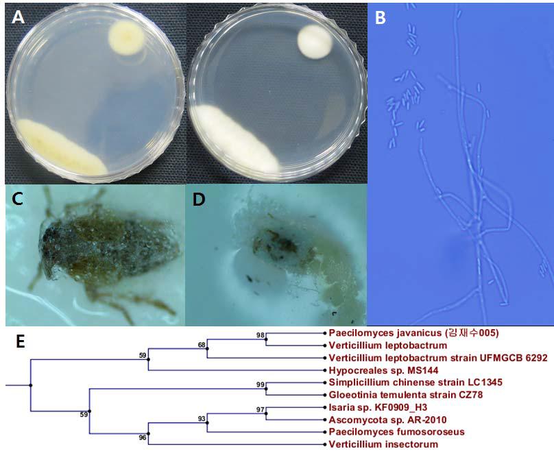 한라수목원-01-01의 배양체 사진(A), 균사 및 분생자경 사진 (B), 병원균에 감염된 벼멸구 (C)와 진딧물 (D) 및 계통도 (E).