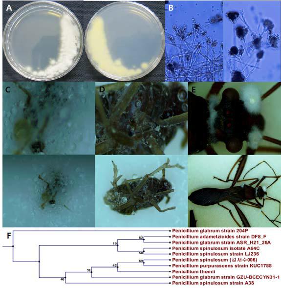 돈네코-03-04의 배양체 사진(A), 균사 및 분생자경 사진 (B), 병원균에 감염된 진딧물 (C), 벼멸구 (D)와 톱다리개미허리노린재 (E) 및 계통도 (F).