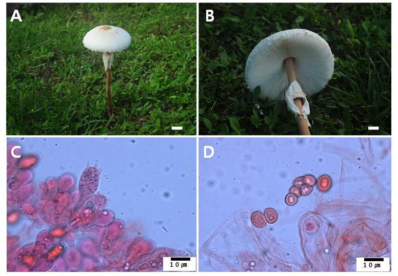 Photographs and micrographs of Macrolepiota detersaA and B. fruit body, C. basidia, D. spores. Bar = 2cm (A and B).