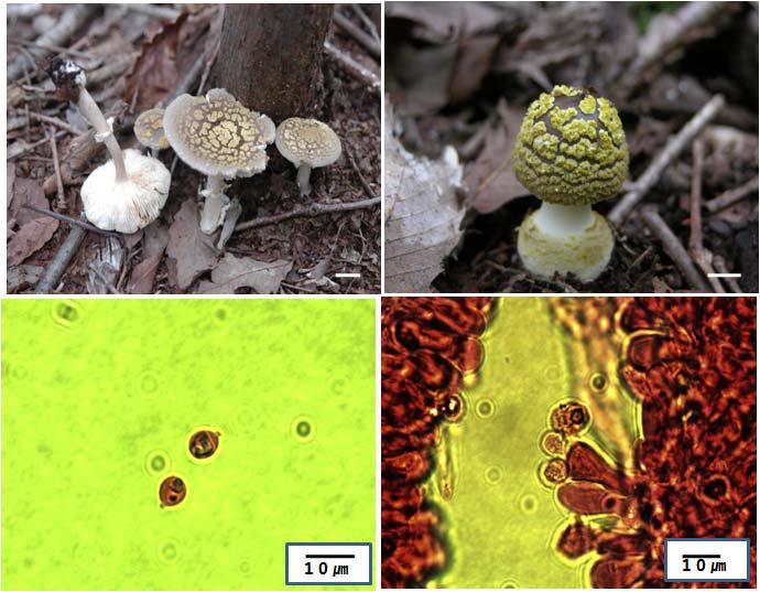 Photographs and micrographs of Amanita sp. A and B. Surface of pileus; C. Spore; D. Basidia; Bar = 2 cm (A and B),