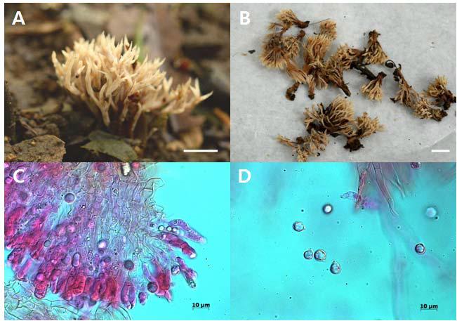 Photographs and microscopic images of Clavulinopsis subtilis A and B, fruit bodies; C, basidia; D, spores; Bar = 2 cm (A and B).