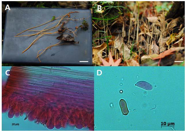 Photographs and micrographs of Macrotyphula junceaA and B. Fruit bodies; C. Basidia; D. Spores; Bar = 2 cm (A and B).