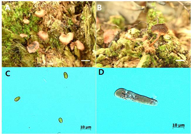 Photographs and micrographs of Polyporus scopulosusA and B. Fruit bodies;, C. Spores; D. Basidiol; Bar = 1 cm (A and B).