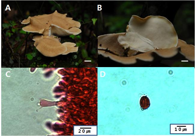 Photographs and micrographs of Bondarzewia berkeleyi A and B. fruit bodies, C. basidia, D. spore. Bar = 2cm (A and B).