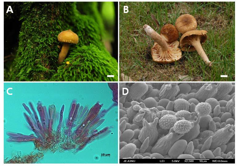 Photographs and micrographs of Lactarius ochrogalactus A and B. fruit bodies, C. basidia, D. spores. Bar = 2cm (A and B).