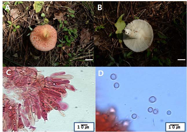 Photographs and micrographs of Russula viridirubrolimbata.A and B. Fruit bodies; C. Basidia; D. Spores; Bar = 2 cm (A and B).