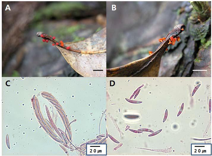 Photographs and micrographs of Lanzia huangshanica A and B. Fruit bodies; C. Ascus; D. Ascuspores; Bar = 1 cm (A and B).