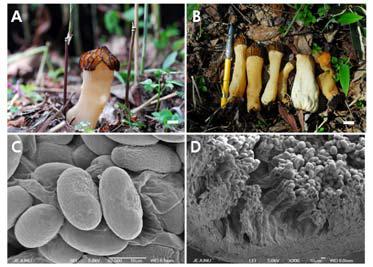 Photographs and micrographs of Morchella patula var. semilibera. A and B. fruit bodies; C. ascuspores; D. ascus; Bar = 2cm (A and B).