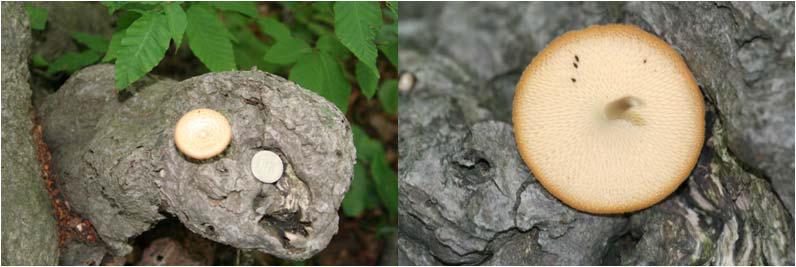 울릉도 지역에서 자생하는 Polyporus tuberaster (구멍장이버섯류).