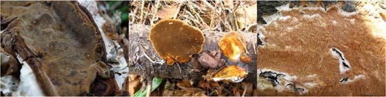 오대산에서 채집한 미기록종 버섯들. Phellinus laevigatus (가지진흙버섯) (왼쪽), P. pomaceus (벚나무진흙버섯) (가운데), Cerrena aurantiopora (주홍털구름버섯) (오른쪽).