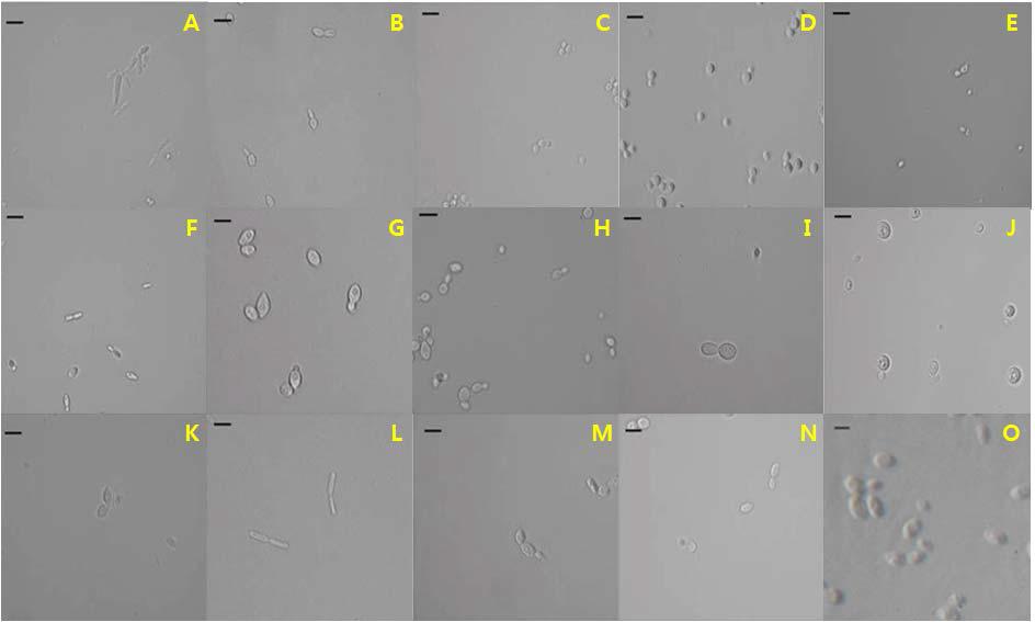 다양한 내염성 효모의 형태. A: Jaminaea angkoriensis, B: Candida oleophila, C: C. quercitrusa, D: C. saopaulonensis, E: C. silvae, F: Hanseniaspora opuntiae, G: Han. vineae, H: Pichia mexicana. I: Cryptococcus terrestris, J: Auriculibuller fuscus, K: Hannaella zeae, L: Pseudozyma hubeiensis, M: Sporobolomyces carnicolor, N: Spo. phaffii, O: Rhodosporidium paludigenum.