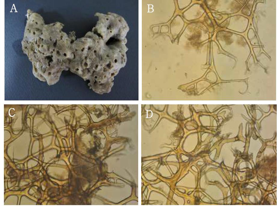 Hippospongia n. sp. 1. A, entire animal; B-D, skeletal structure.