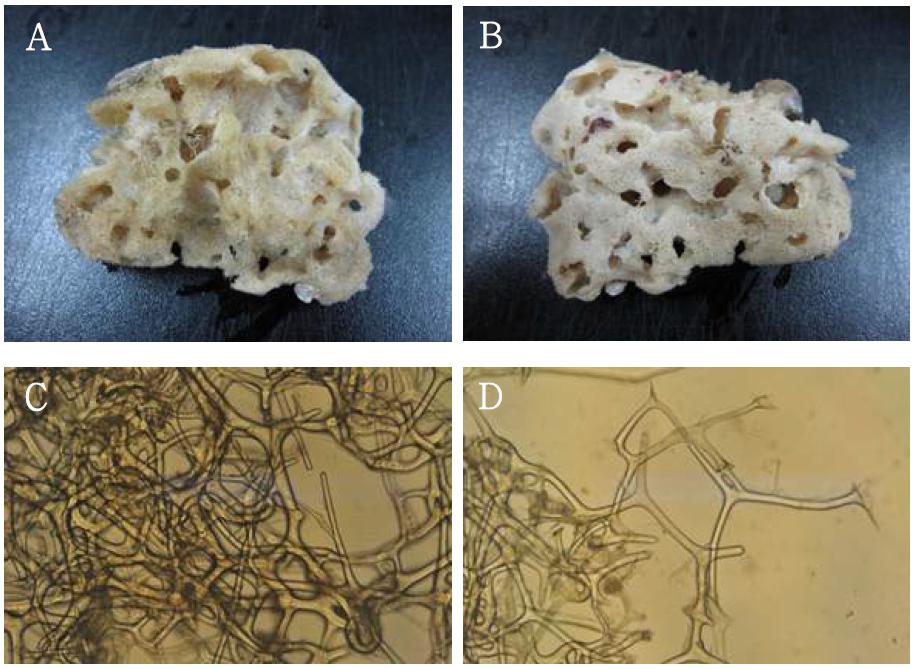 Hippospongia n. sp. 2. A-B, entire animal; C-F, skeletal structure.