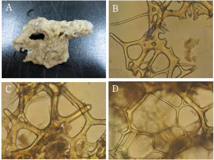 Hippospongia n. sp. 3. A, entire animal; B-D, skeletal structure.