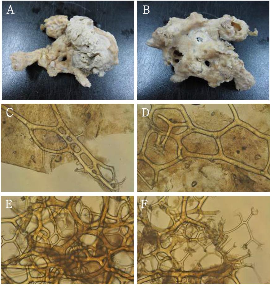 Hippospongia n. sp. 4. A-B, entire animal; C-F, skeletal structure.