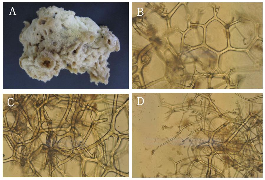 Hippospongia n. sp. 5. A, entire animal; B-D, skeletal structure.