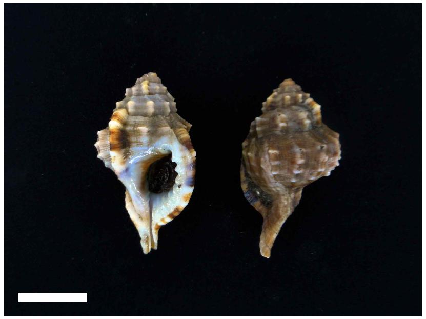 Ranularia sp. shell, dorsal(R) and ventra(L)view. Scale bar=20 mm.