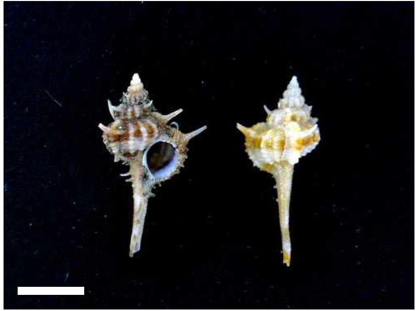 Vokesimurex rectirostris (G. B. Sowerby II, 1841). shell, dorsal(R) and ventra(L)view. Scale bar=20 mm.