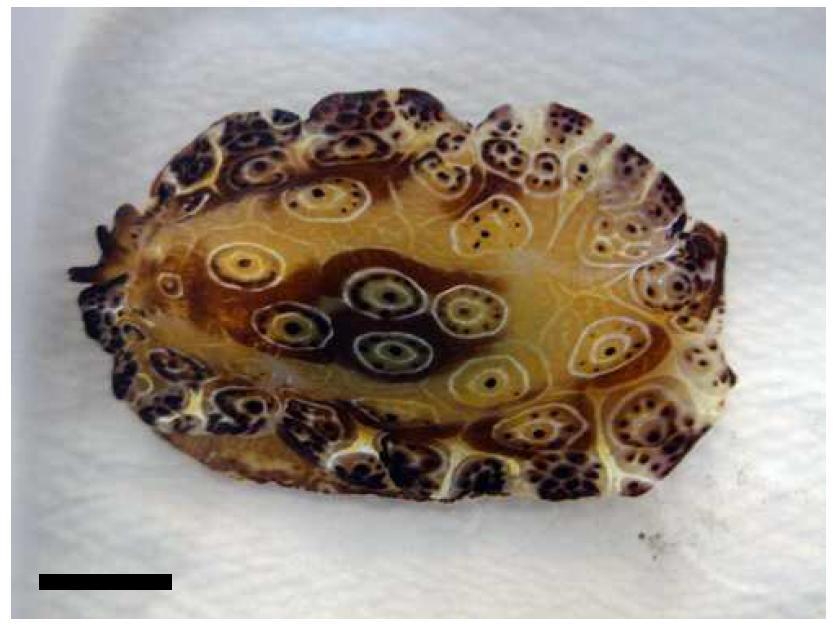 Pleurobranchus weberi (Bergh, 1905). body, dorsal view. Scale bar=25 mm.