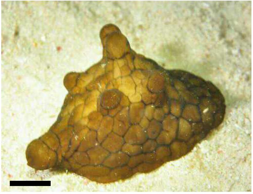 Pleurobranchus sp.. body, dorsal view. Scale bar=20 mm.