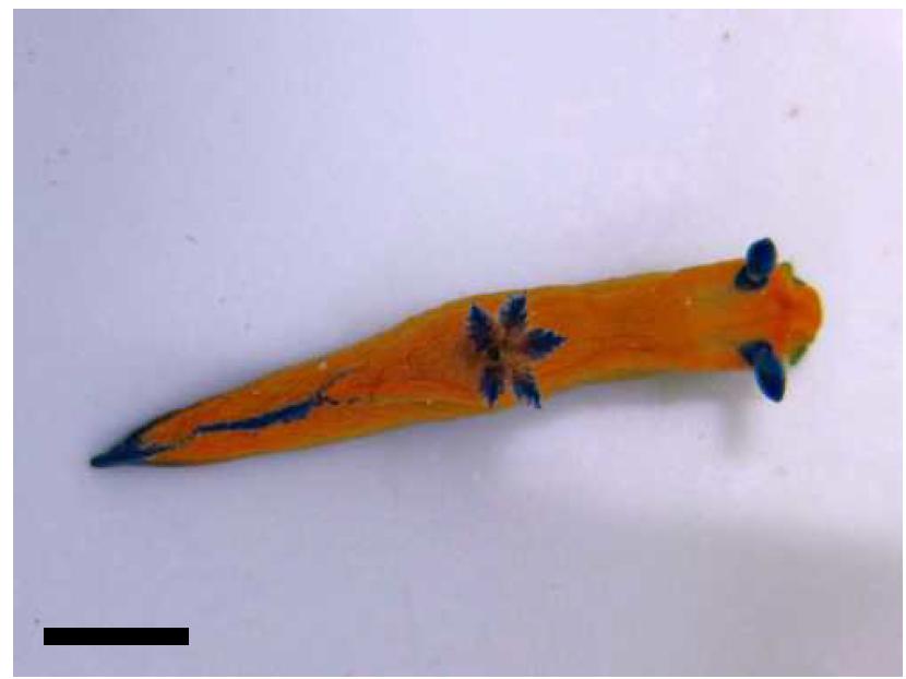 Tambya sp. 2. body, dorsal view. Scale bar=5 mm.