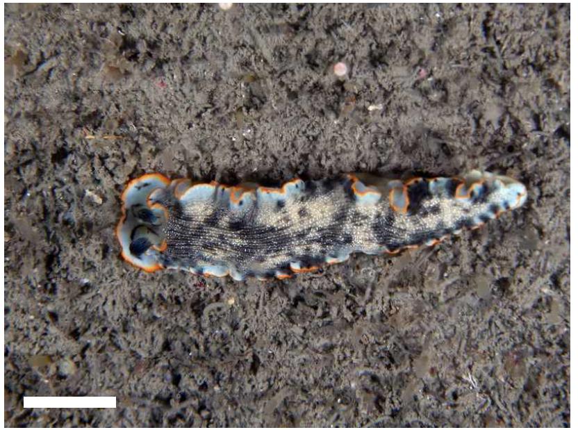 Dermatobranchus nigropunctatus Baba, 1949. body, dorsal view. Scale bar=10 mm.