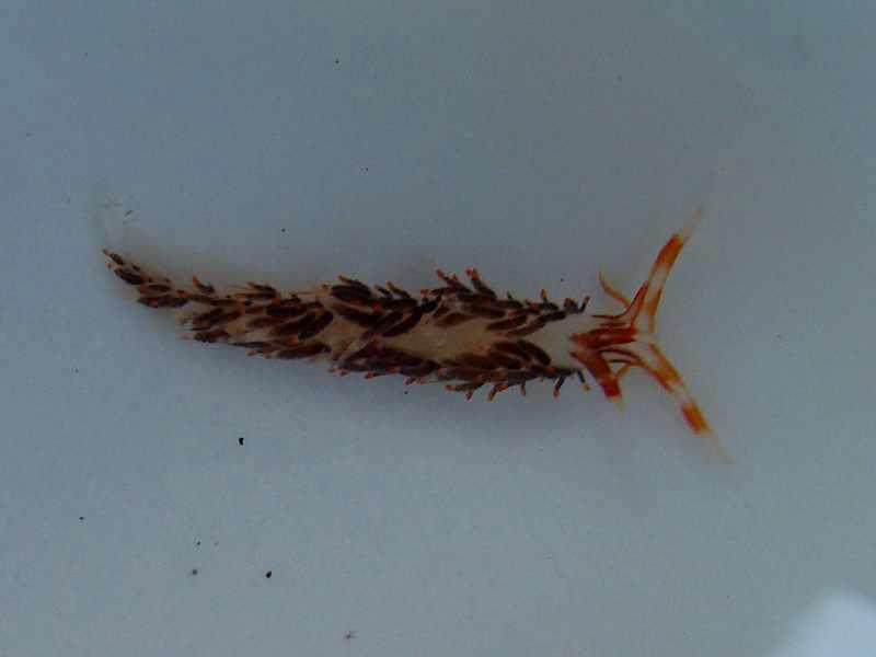 Facelina quadrilineata (Baba, 1930). body, dorsal view. Scale bar=5 mm.