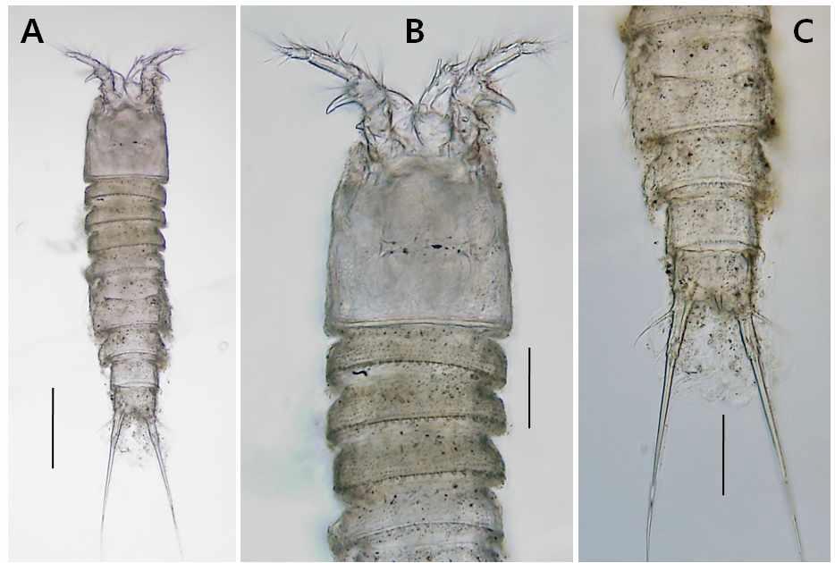 Laophonte sp. 1, female. A, habitus, dorsal; B, prosome and antennules, dorsal; C, urosome and caudal rami. Scales: A=0.2mm; B, C=0.05mm.