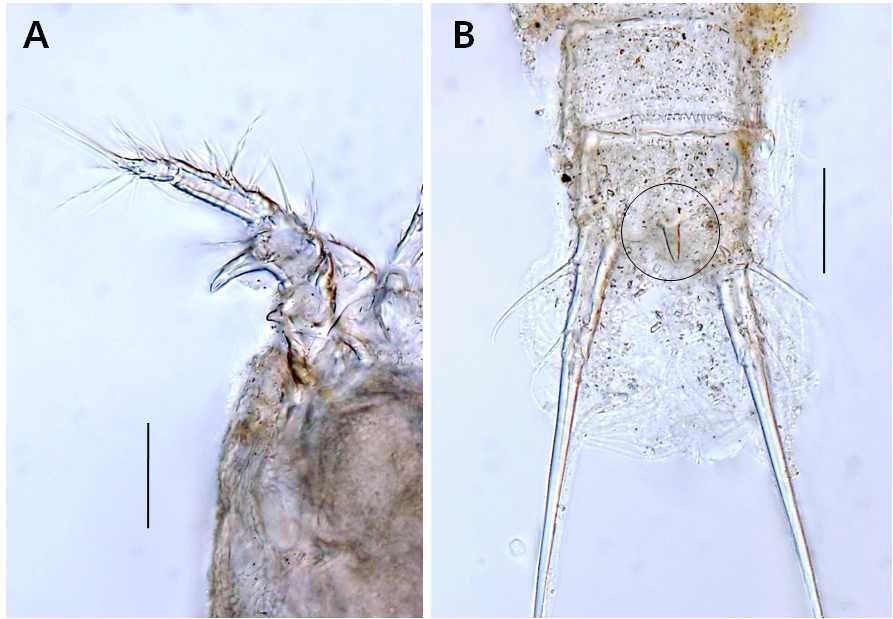 Laophonte sp. 2, female. A, antennule, dorsal; B, anal segment and caudal rami, dorsal. Scales: 0.01mm in all.