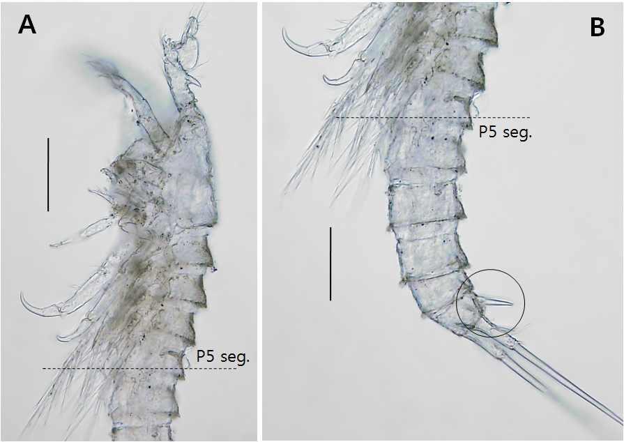 Laophonte elongata barbata, male. A, antennules and prosome, lateral; B, urosome and caudal rami. Scales: 0.02mm in all.