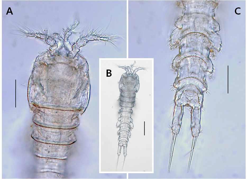 Laophonte sp. 3, female. A, prosome and antennules, dorsal; B, habitus, dorsal; C, urosome and caudal rami. Scales: A, C = 0.05mm B= 0.1mm.