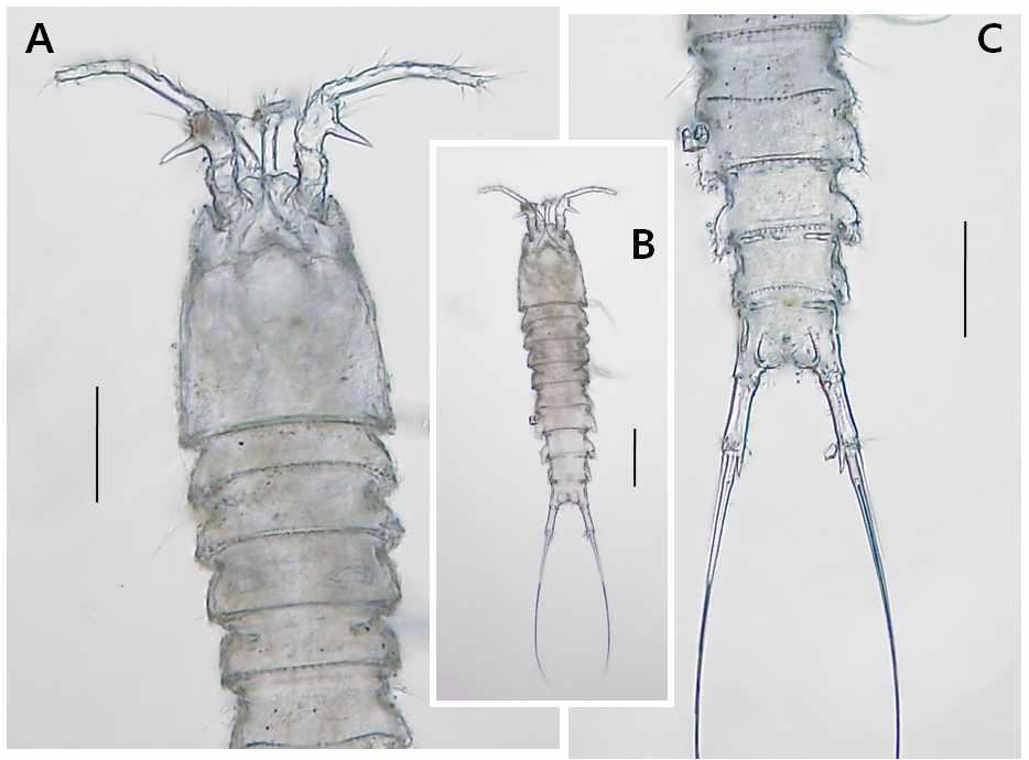 Laophonte sp. 4, female. A, prosome and antennules, dorsal; B, habitus, dorsal; C, urosome and caudal rami. Scales: A-C = 0.05mm B = 0.1mm.