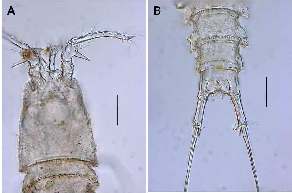 Laophonte sp. 5, female. A, antennules and cephalothorax; B, urosome and caudal rami. Scales: 0.02mm in all.