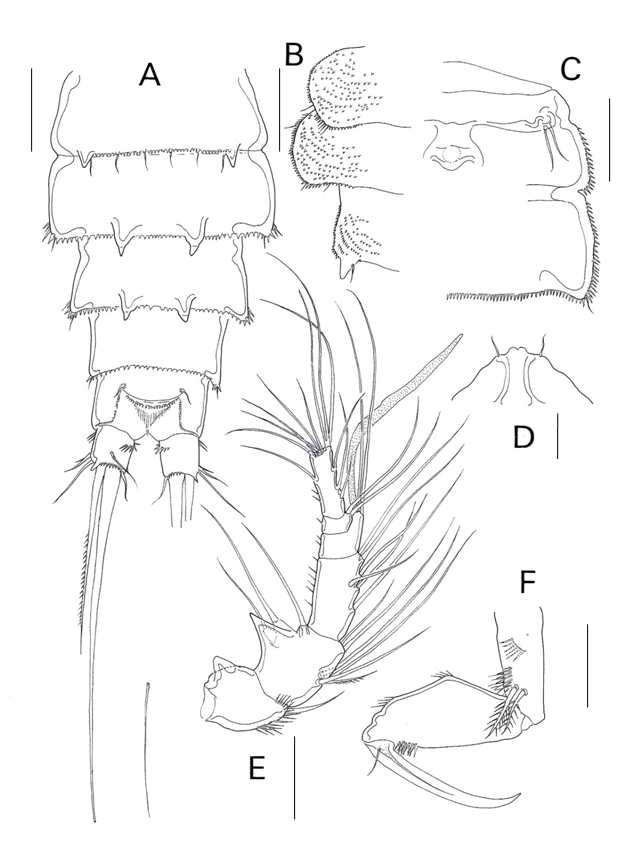 Laophonte sp. 6, female. A, urosome, dorsal; B, lateral margin of metasomal somites; C, genital double somite and leg 6; D, rostrum; E. antenna; F, maxilliped. Scales: A=0.1mm B-E=0.05mm.