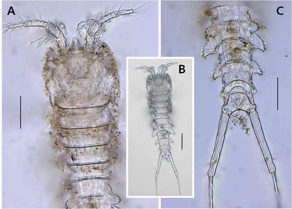 Laophonte longistylata, female. A, prosome and antennules, dorsal; B, habitus, dorsal; C, urosome and caudal rami. Scales: A, C = 0.05mm; B = 0.1mm.