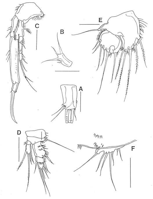 Heterolaophonte sp., female. A, caudal ramus, ventral; B, exopod of antenna; C, P1; D, P4; E, P5. male. F, P5. Scales: A, C-E = 0.05mm; B, F = 0.02mm.