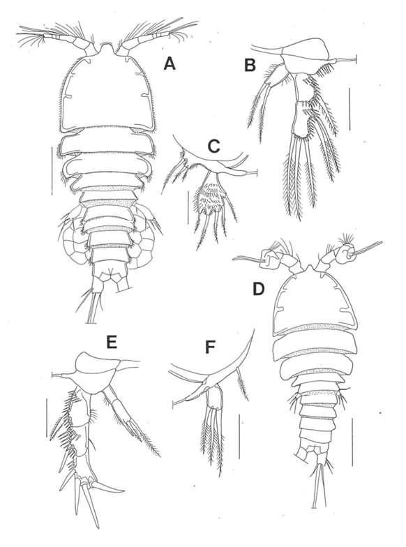 Harrietella sp., female. A, habitus, dorsal; B, P4; C. P5. male. D, habitus, dorsal; E, P3; F, P5. Scales: A, D = 0.1mm; B, C, E, F = 0.05mm.