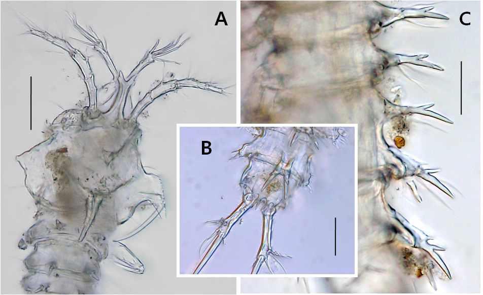 Echinolaophonte sp., female. A, antennules and cephalothorax; B, anal somite and caudal rami, dorsal; C, dorsal spines of each somite. Scales: A, C = 0.01mm; B = 0.02mm.