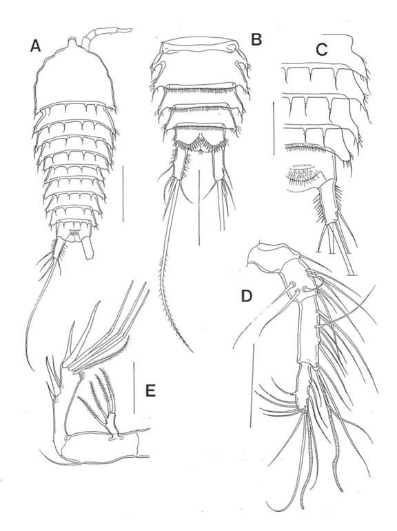 Folioquinpes sp., female. A, habitus, dorsal; B, urosome, ventral; C, urosome, dorsal; D, antennule; E, antenna. Scales: A, B = 0.1mm; C-E = 0.05mm.