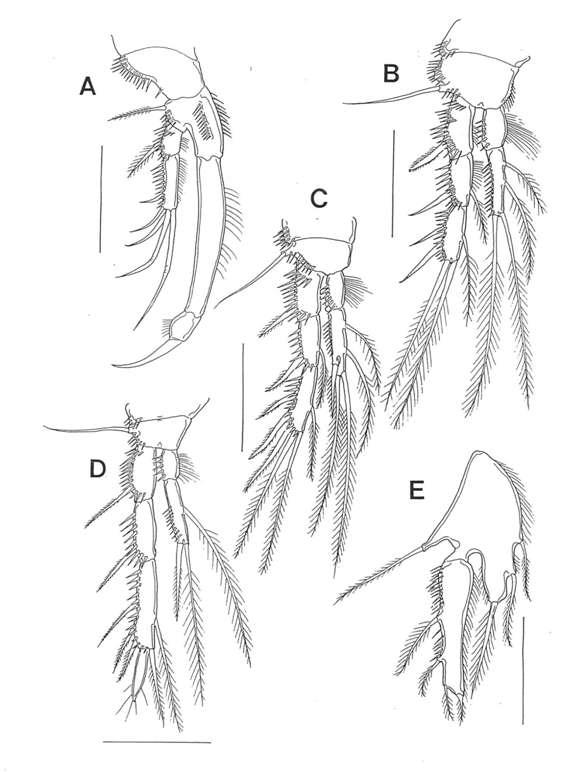 Folioquinpes sp., female. A, P1; B, P2; C, P3; D, P4; E, P5. Scales: 0.05 mm in all.