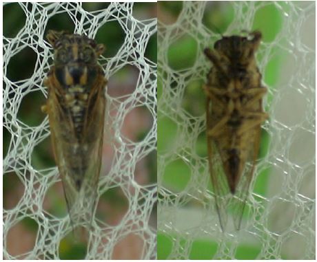 그림 141. 암컷 풀매미의 등쪽(왼쪽)과 배쪽(오른쪽)