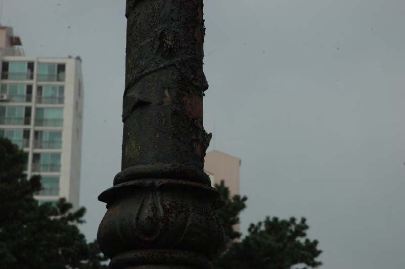 그림 3. 가로등 기둥에 앉아 있는 털매미