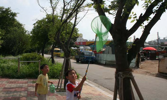 그림 38. 말매미를 잡는 어린이들