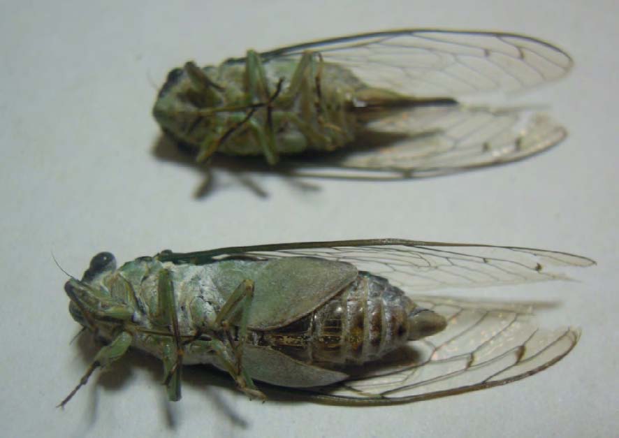 그림 97. 쓰름매미의 배쪽. 암컷(위), 수컷(아래)