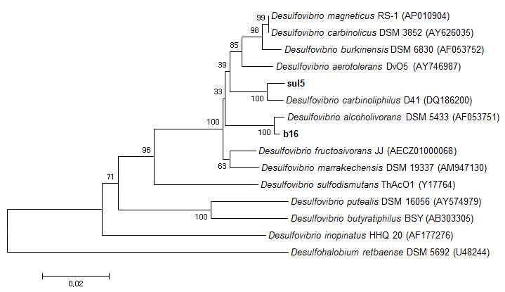 그림 4. Desulfovibrio spp.의 16S rRNA 유전자 서열의 계통학적 분류