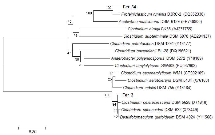 그림 6. 발효 세균 (Fer_2와 Fer_34균주)의 16S rRNA 유전자 서열의 계통학적 분류
