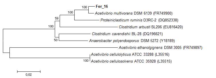 그림 7. 발효 세균의 16S rRNA 유전자 서열의 계통학적 분류