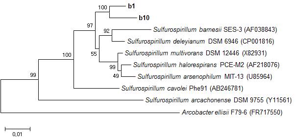 그림 11. 분리한 철환원균의 16S rRNA 유전자 서열의 계통학적 분류