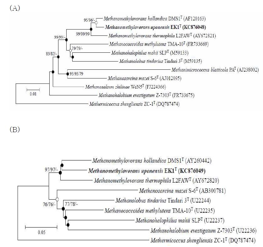 그림 12. EK1균주와 관련된 균주들간의 계통 분류학 분석. A) 16S rRNA유전자, B) mcrA 유전자
